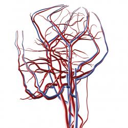 Network of veins and arteries