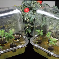 Tomato plants grow in small, enclosed terrariums