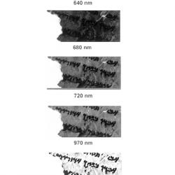 Several images show the progressive enhancement of text from the Dead Sea Scrolls