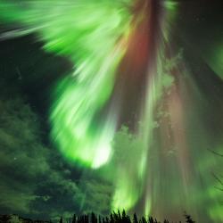 A beautiful aurora in a wooded area on Earth