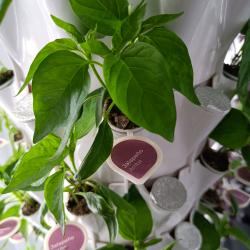 Green plants growing out of a round container, a tag indicates it’s a jalapeno pepper.