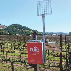 A Tule wind sensor mounted on a pole in a vineyard, surrounded by rows of woody vines